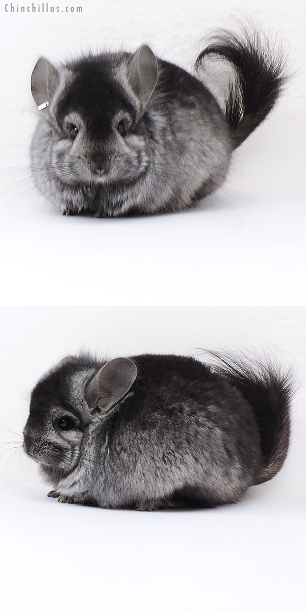 Chinchilla or related item offered for sale or export on Chinchillas.com - 18081 Ebony  Royal Persian Angora ( Locken Carrier ) Male Chinchilla