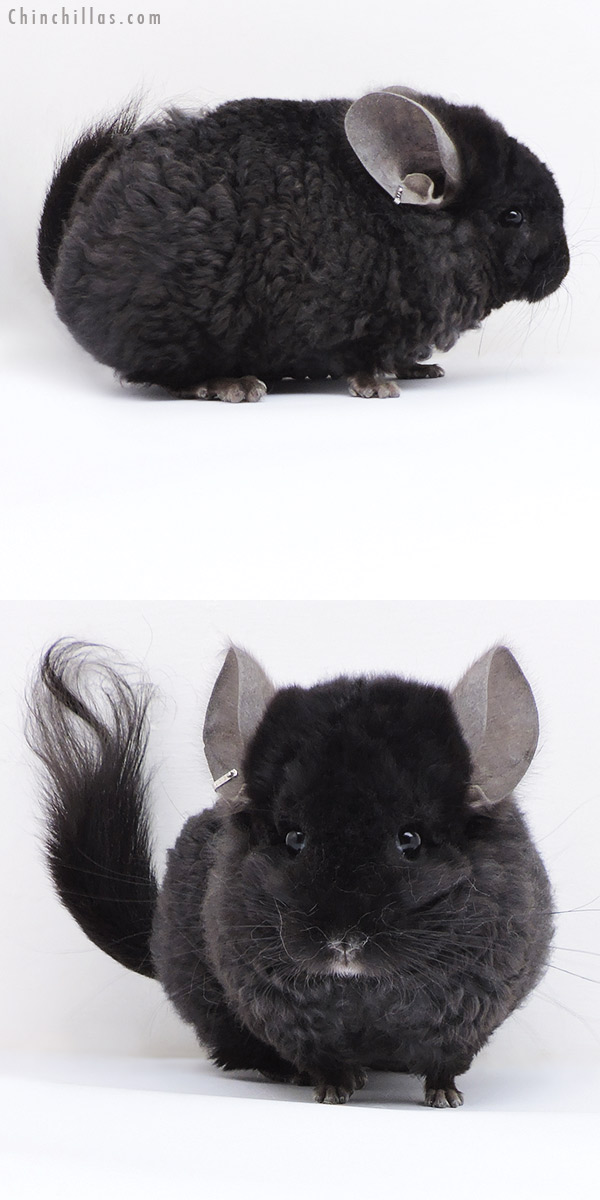 Chinchilla or related item offered for sale or export on Chinchillas.com - 18062 Exceptional Ebony  Royal Imperial Angora Male Chinchilla