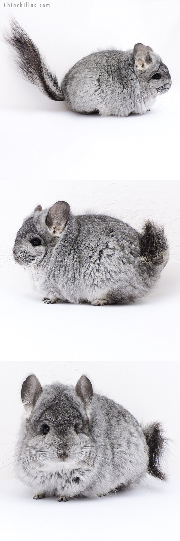 Chinchilla or related item offered for sale or export on Chinchillas.com - 18095 Large Blocky Standard  Royal Persian Angora Female Chinchilla