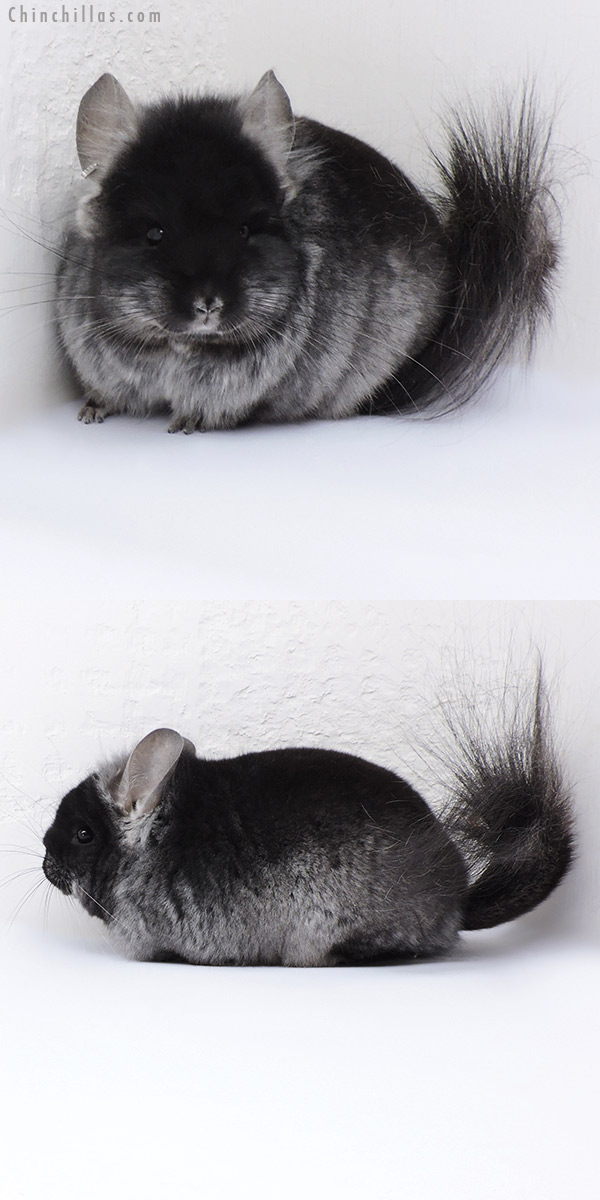 Chinchilla or related item offered for sale or export on Chinchillas.com - 18085 Black Velvet  Royal Persian Angora ( Ebony & Locken Carrier ) Male Chinchilla