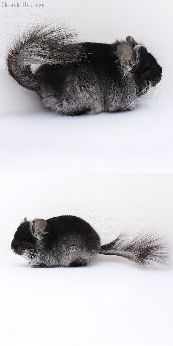 Chinchilla or related item offered for sale or export on Chinchillas.com - 18084 Exceptional Black Velvet  Royal Persian Angora Male Chinchilla with Ear Tufts