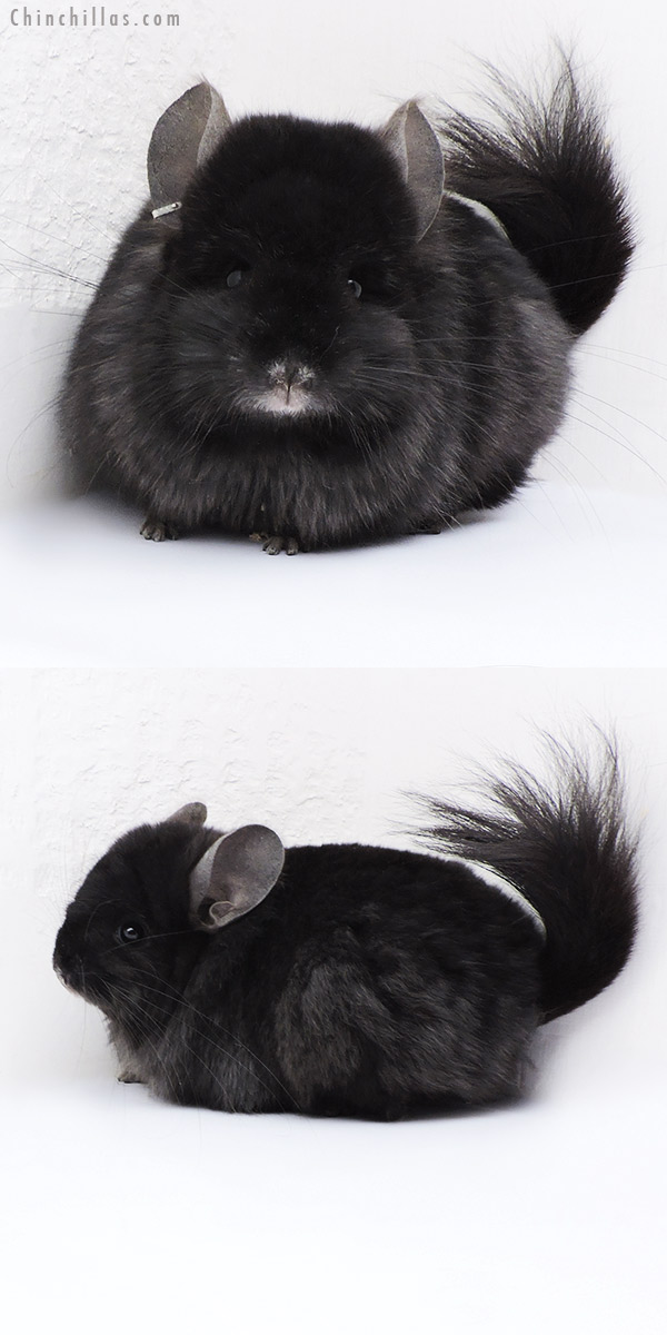 Chinchilla or related item offered for sale or export on Chinchillas.com - 18089 Exceptional Ebony G2  Royal Persian Angora ( Locken Carrier ) Female Chinchilla