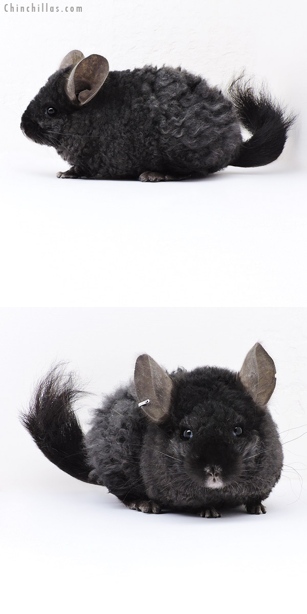 Chinchilla or related item offered for sale or export on Chinchillas.com - 18098 Exceptional Ebony  Royal Imperial Angora Female Chinchilla