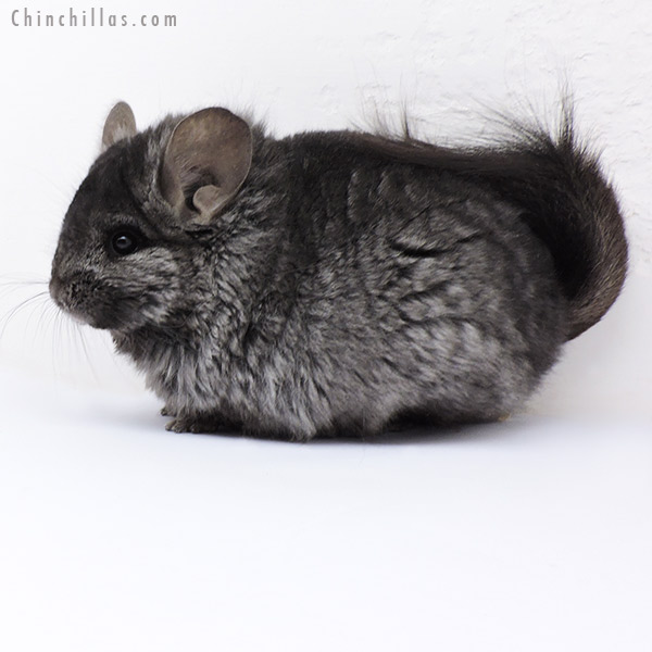 Chinchilla or related item offered for sale or export on Chinchillas.com - 18087 Ebony  Royal Persian Angora ( Locken Carrier ) Female Chinchilla