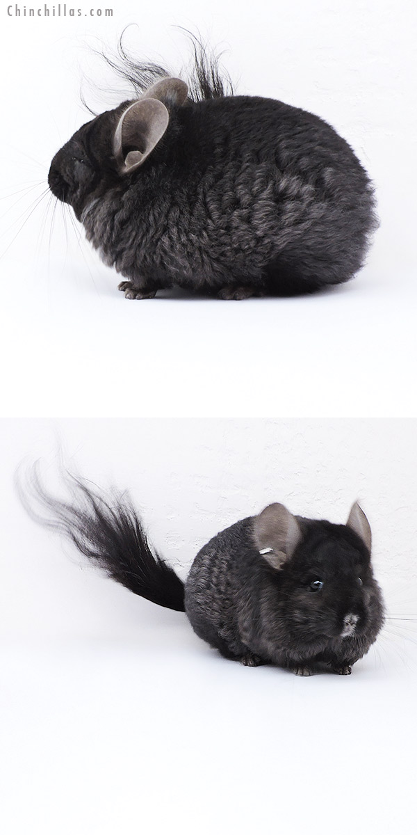 Chinchilla or related item offered for sale or export on Chinchillas.com - 18072 Ebony  Royal Imperial Angora Male Chinchilla