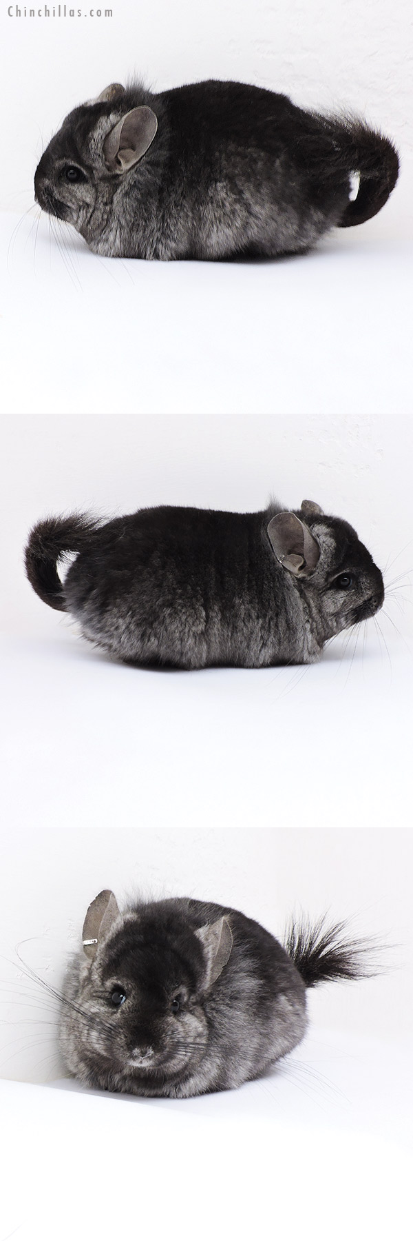Chinchilla or related item offered for sale or export on Chinchillas.com - 18096 Blocky Ebony  Royal Persian Angora ( Locken Carrier ) Female Chinchilla with Lion Mane