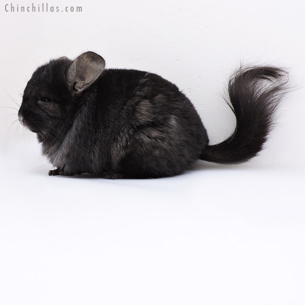 Chinchilla or related item offered for sale or export on Chinchillas.com - 18097 Ebony  Royal Persian Angora ( Locken Carrier ) Male Chinchilla