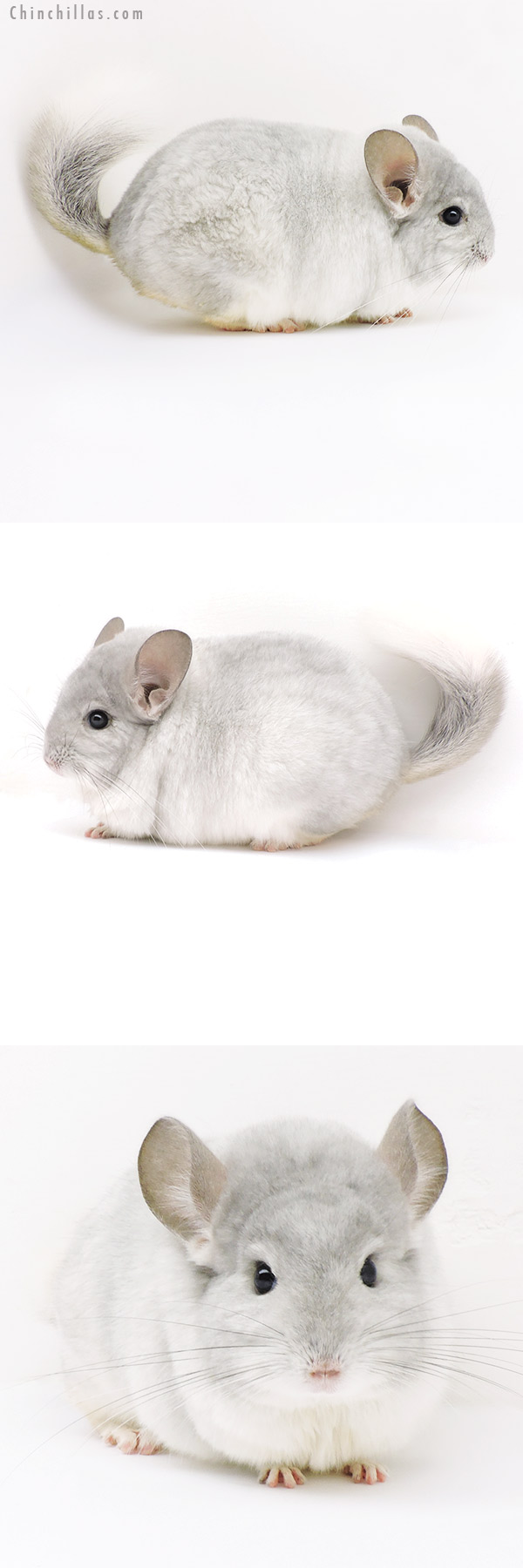 Chinchilla or related item offered for sale or export on Chinchillas.com - 18110 Large Blocky Top Show Quality Violet & White Mosaic Male Chinchilla