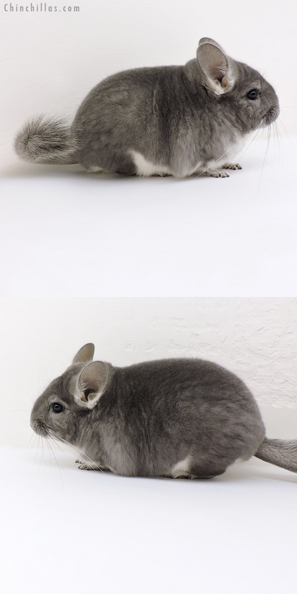 Chinchilla or related item offered for sale or export on Chinchillas.com - 18132 Show Quality Violet Female Chinchilla
