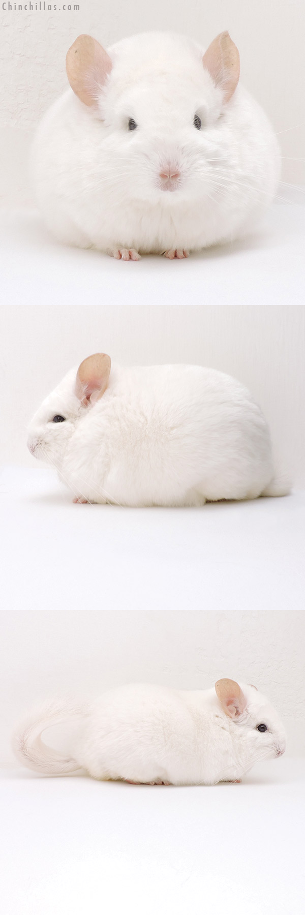 Chinchilla or related item offered for sale or export on Chinchillas.com - 18135 Large Blocky Premium Production Quality Pink White Female Chinchilla