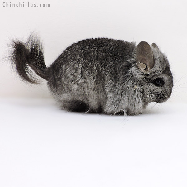 Chinchilla or related item offered for sale or export on Chinchillas.com - 18137 Hetero Ebony  Royal Persian Angora ( Locken Carrier ) Female Chinchilla