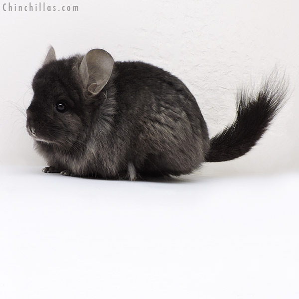 Chinchilla or related item offered for sale or export on Chinchillas.com - 18136 Ebony  Royal Persian Angora ( Locken Carrier ) Female Chinchilla