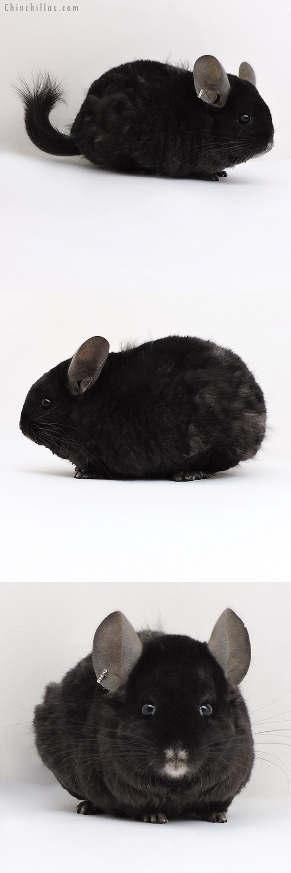 Chinchilla or related item offered for sale or export on Chinchillas.com - 18139 Large Exceptional Ebony  Royal Persian Angora ( Locken Carrier ) Female Chinchilla