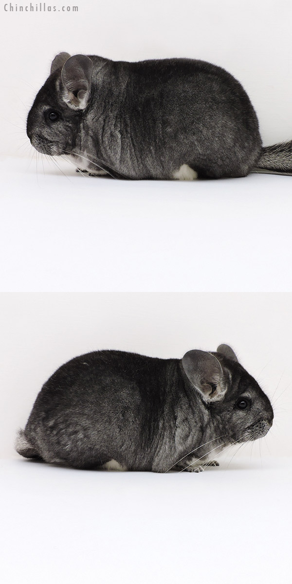 Chinchilla or related item offered for sale or export on Chinchillas.com - 18143 Large Blocky Premium Production Quality Standard Female Chinchilla