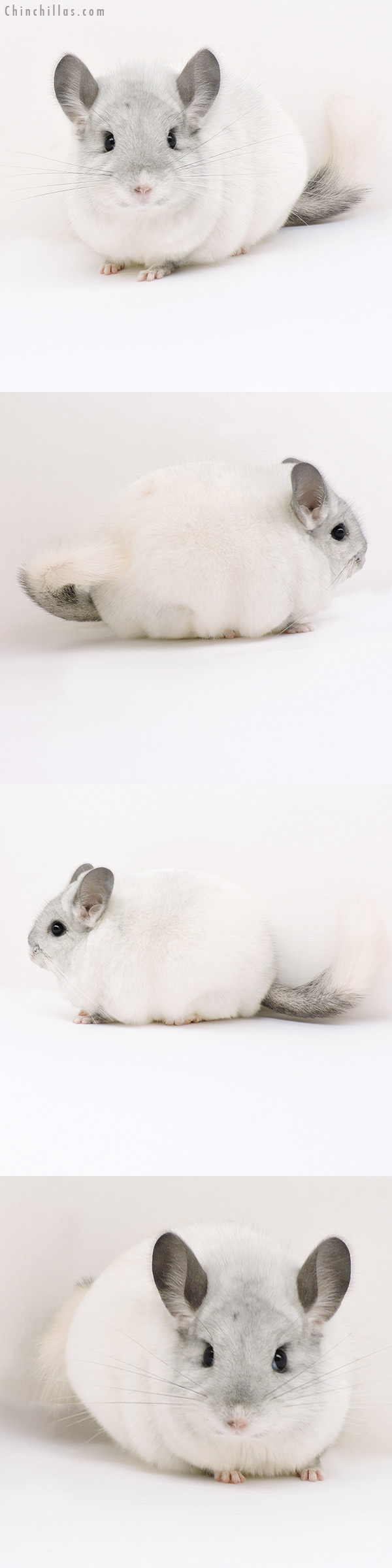 Chinchilla or related item offered for sale or export on Chinchillas.com - 18154 Exceptional Blocky Premium Production Quality White Female Chinchilla