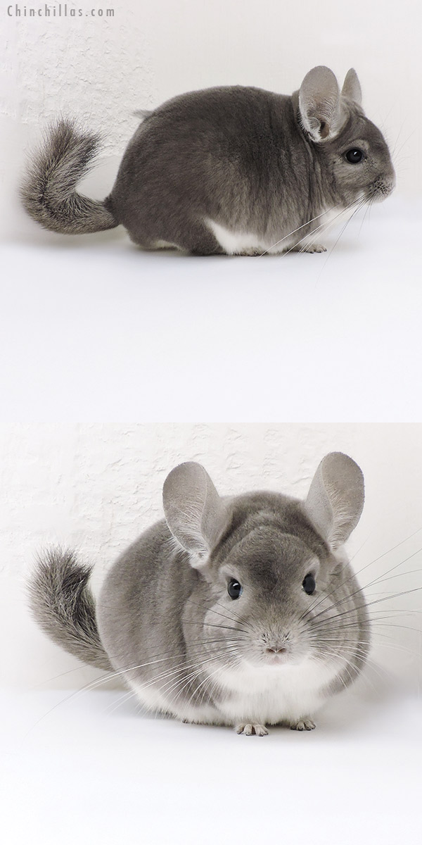 Chinchilla or related item offered for sale or export on Chinchillas.com - 18147 Large Show Quality Violet Male Chinchilla