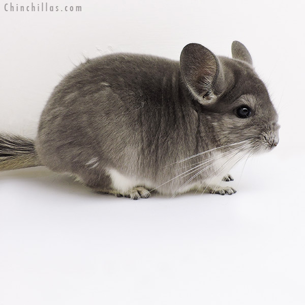 Chinchilla or related item offered for sale or export on Chinchillas.com - 18158 Show Quality Violet Female Chinchilla