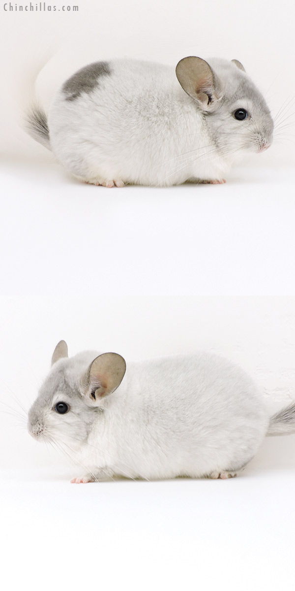 Chinchilla or related item offered for sale or export on Chinchillas.com - 18159 Large Premium Production Quality Extreme Violet & White Mosaic Female Chinchilla