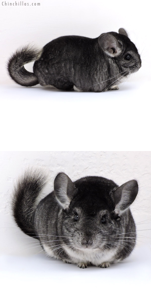 Chinchilla or related item offered for sale or export on Chinchillas.com - 18160 Large Blocky Herd Improvement Quality Standard Male Chinchilla
