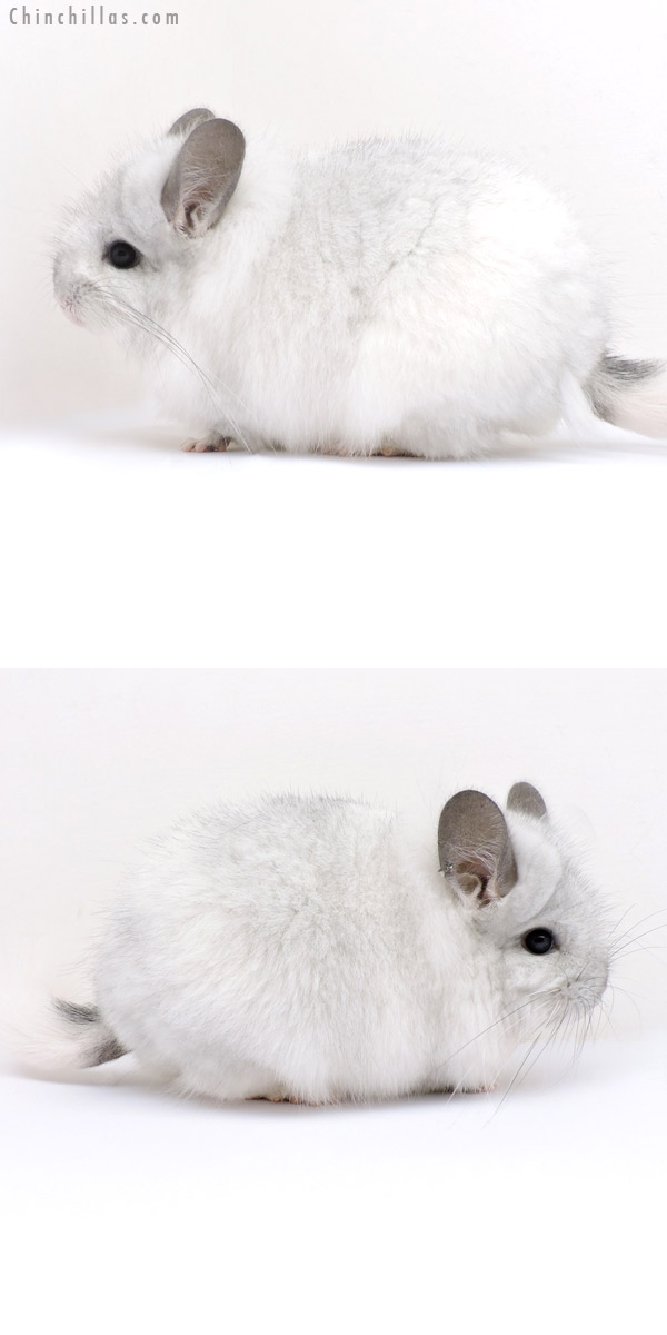 Chinchilla or related item offered for sale or export on Chinchillas.com - 18161 Exceptional White Mosaic  Royal Persian Angora Female Chinchilla