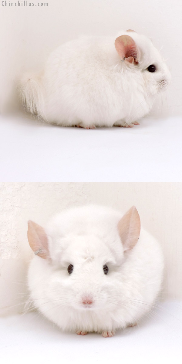 Chinchilla or related item offered for sale or export on Chinchillas.com - 18166 Exceptional Pink White  Royal Persian Angora Male Chinchilla