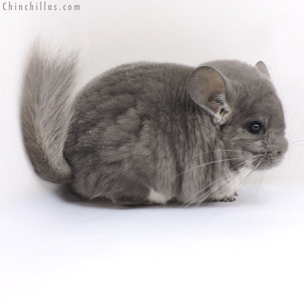 Chinchilla or related item offered for sale or export on Chinchillas.com - 18163 Large Blocky Show Quality Violet Female Chinchilla
