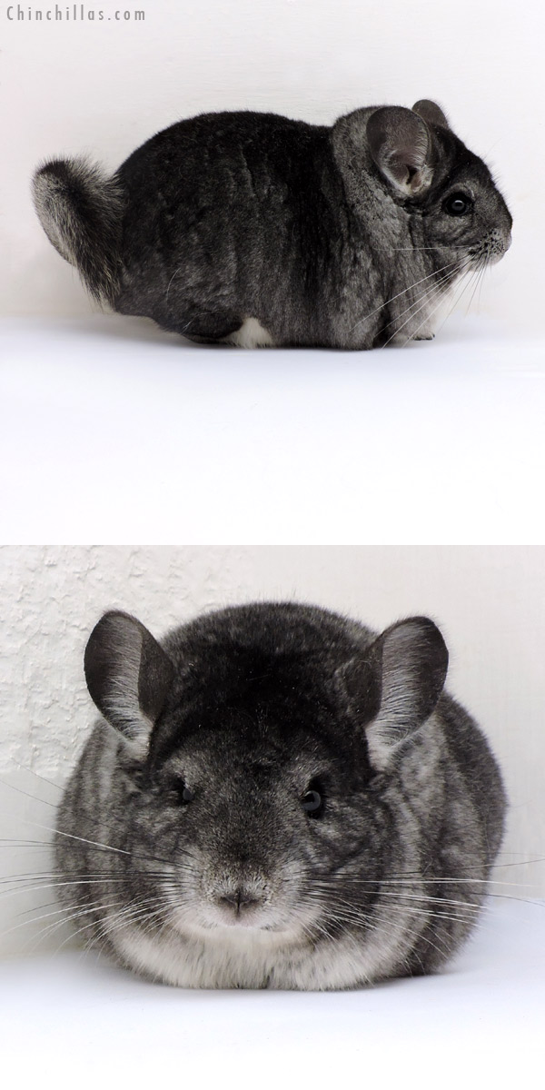 Chinchilla or related item offered for sale or export on Chinchillas.com - 18165 Large Blocky Premium Production Quality Standard Female Chinchilla