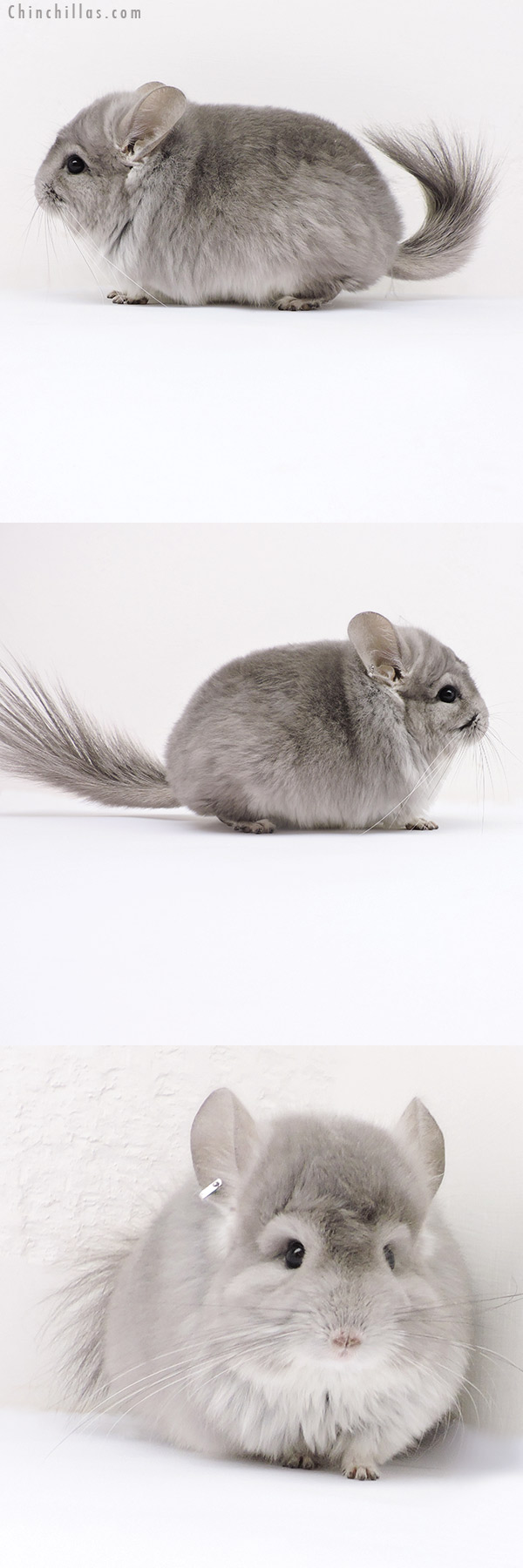 Chinchilla or related item offered for sale or export on Chinchillas.com - 18167 Violet  Royal Persian Angora Male Chinchilla