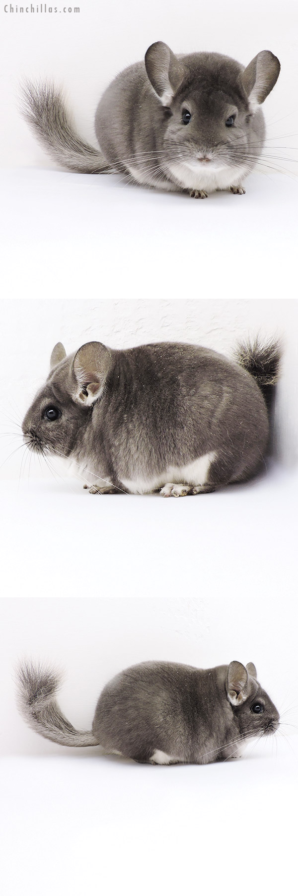 Chinchilla or related item offered for sale or export on Chinchillas.com - 18164 Large Premium Production Quality Violet Female Chinchilla