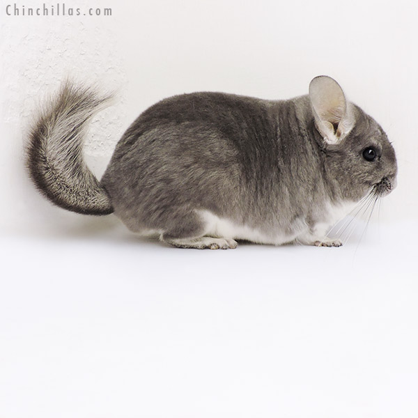 Chinchilla or related item offered for sale or export on Chinchillas.com - 18170 Large Blocky Premium Production Quality Violet Female Chinchilla
