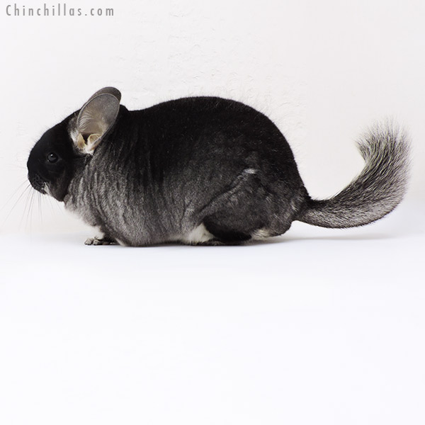 Chinchilla or related item offered for sale or export on Chinchillas.com - 18169 Large Premium Production Quality Black Velvet Female Chinchilla