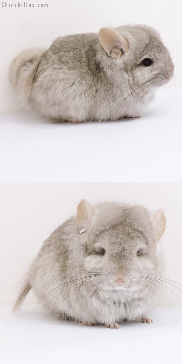 Chinchilla or related item offered for sale or export on Chinchillas.com - 18172 Exceptional Beige  Royal Persian Angora Female Chinchilla