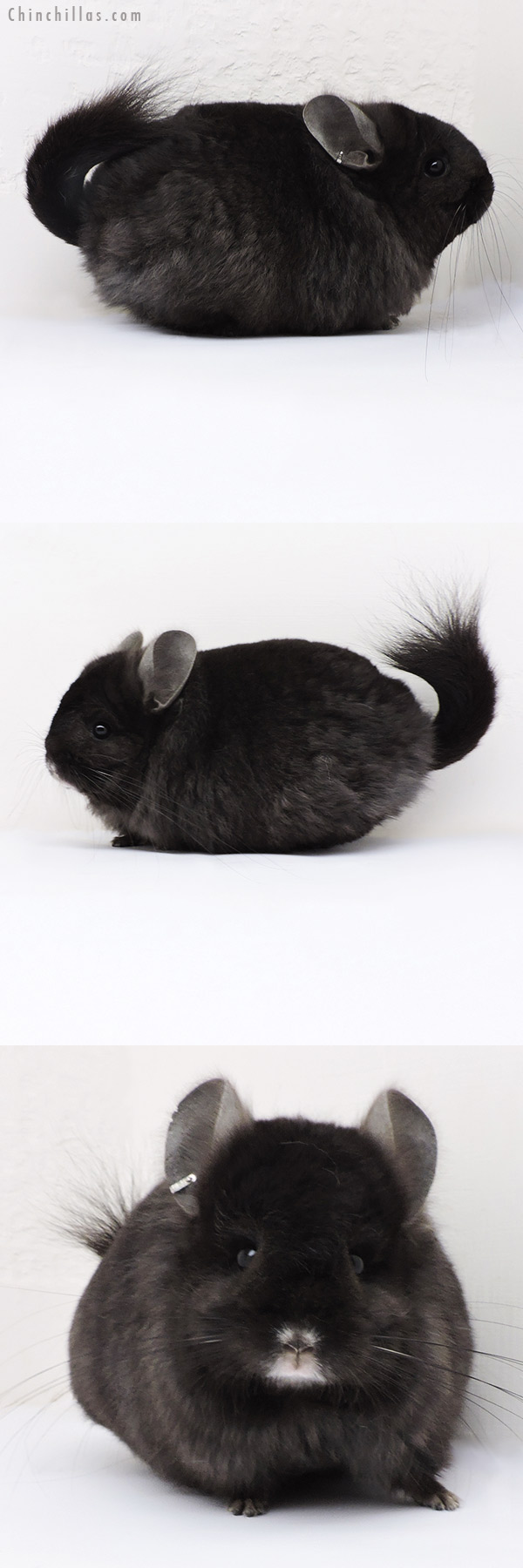 Chinchilla or related item offered for sale or export on Chinchillas.com - 18175 Exceptional Ebony  Royal Persian Angora Female Chinchilla