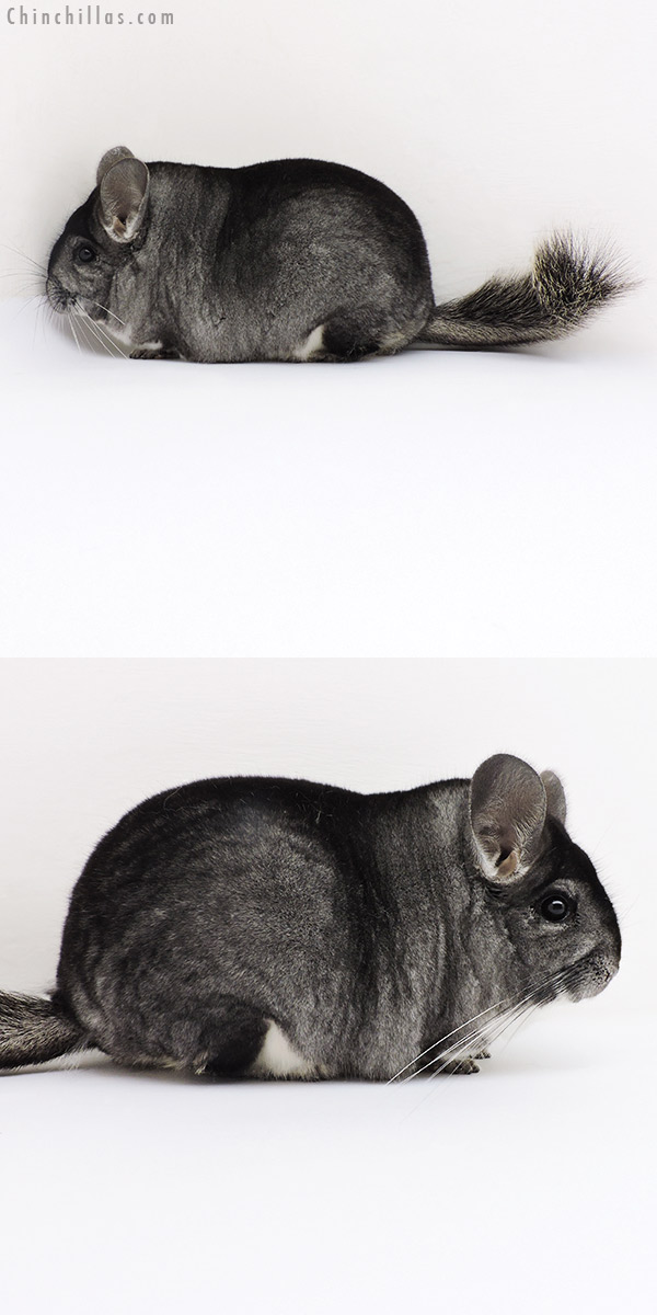 Chinchilla or related item offered for sale or export on Chinchillas.com - 18180 Blocky Premium Production Quality Standard Female Chinchilla