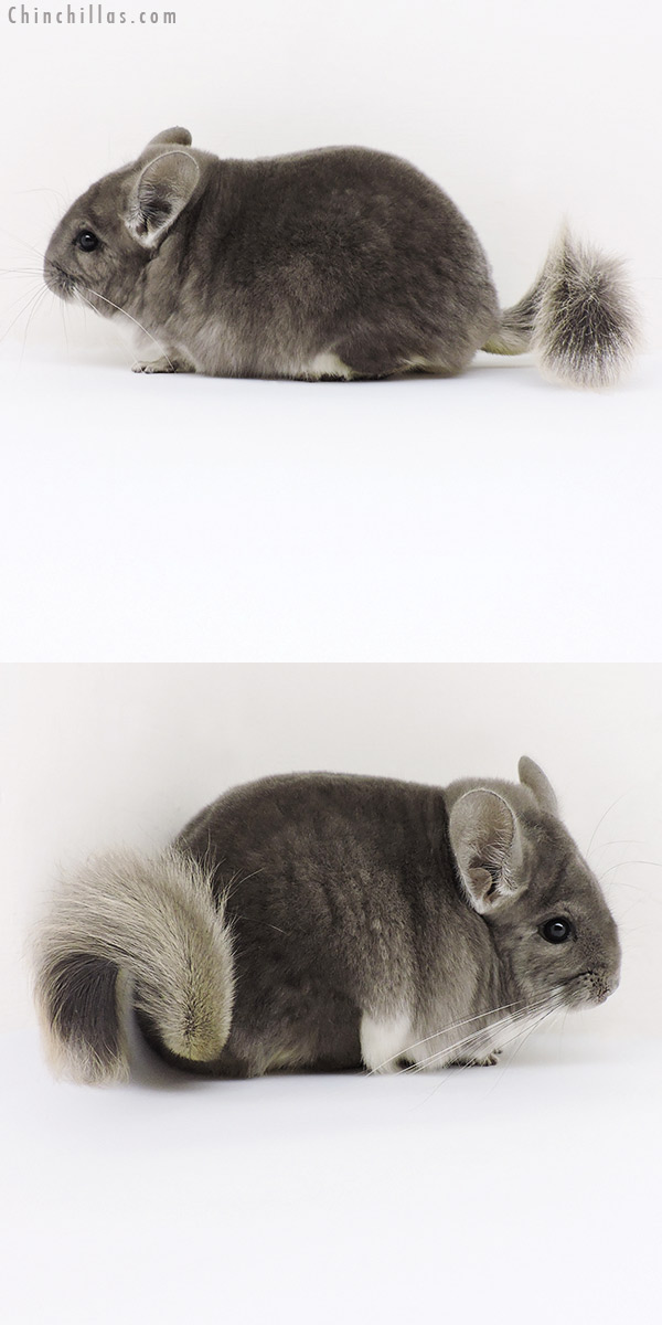 Chinchilla or related item offered for sale or export on Chinchillas.com - 18181 Large Premium Production Quality Violet Female Chinchilla