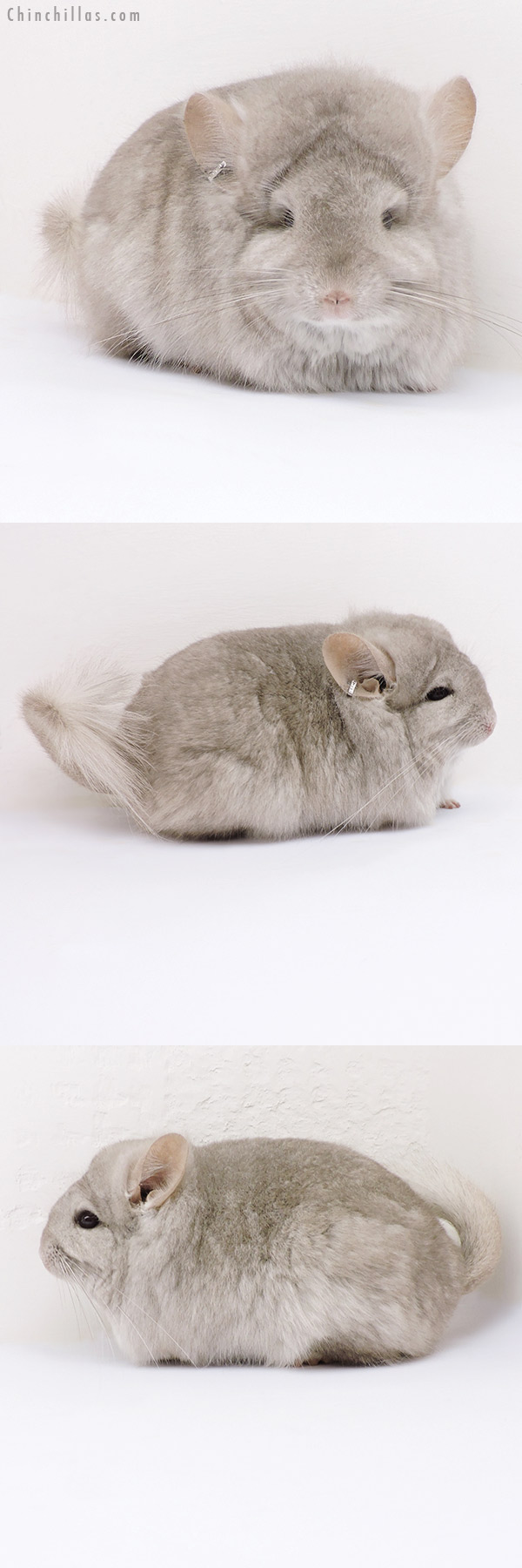 Chinchilla or related item offered for sale or export on Chinchillas.com - 18173 Exceptional Beige  Royal Persian Angora Female Chinchilla