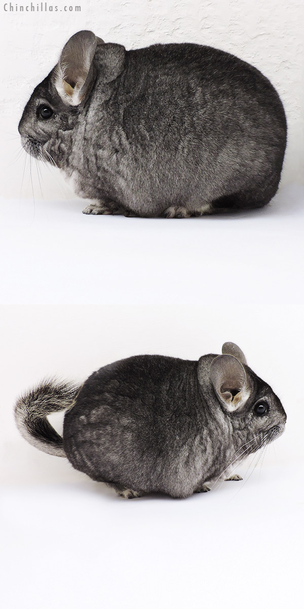 Chinchilla or related item offered for sale or export on Chinchillas.com - 18171 Large Blocky Premium Production Quality Standard Female Chinchilla