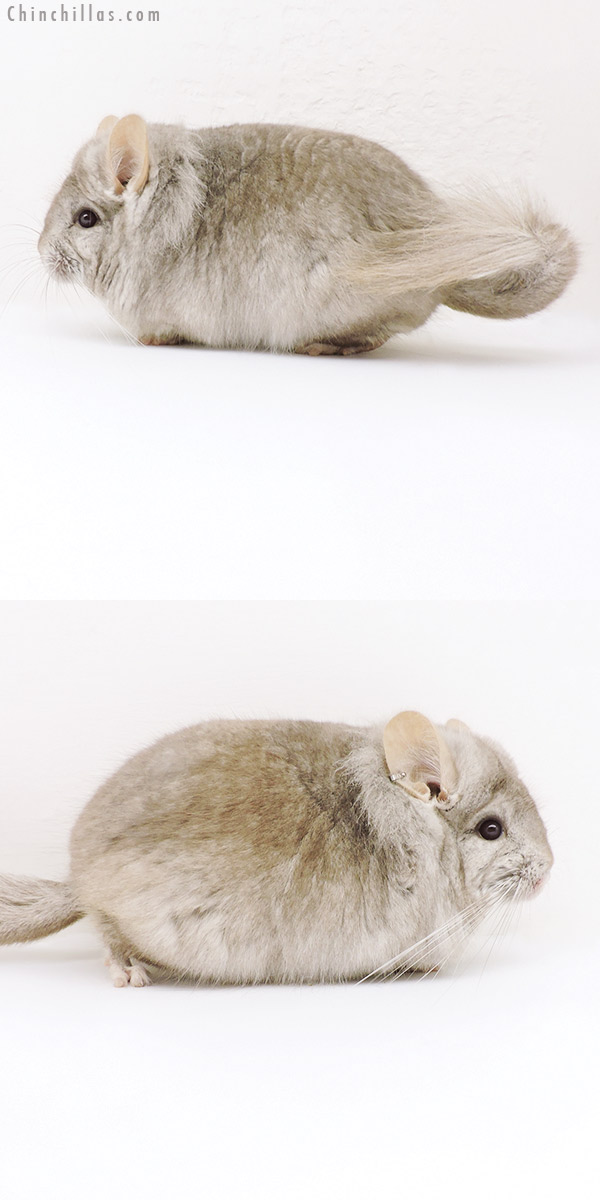 Chinchilla or related item offered for sale or export on Chinchillas.com - 18188 Beige  Royal Persian Angora Male Chinchilla with Lion Mane