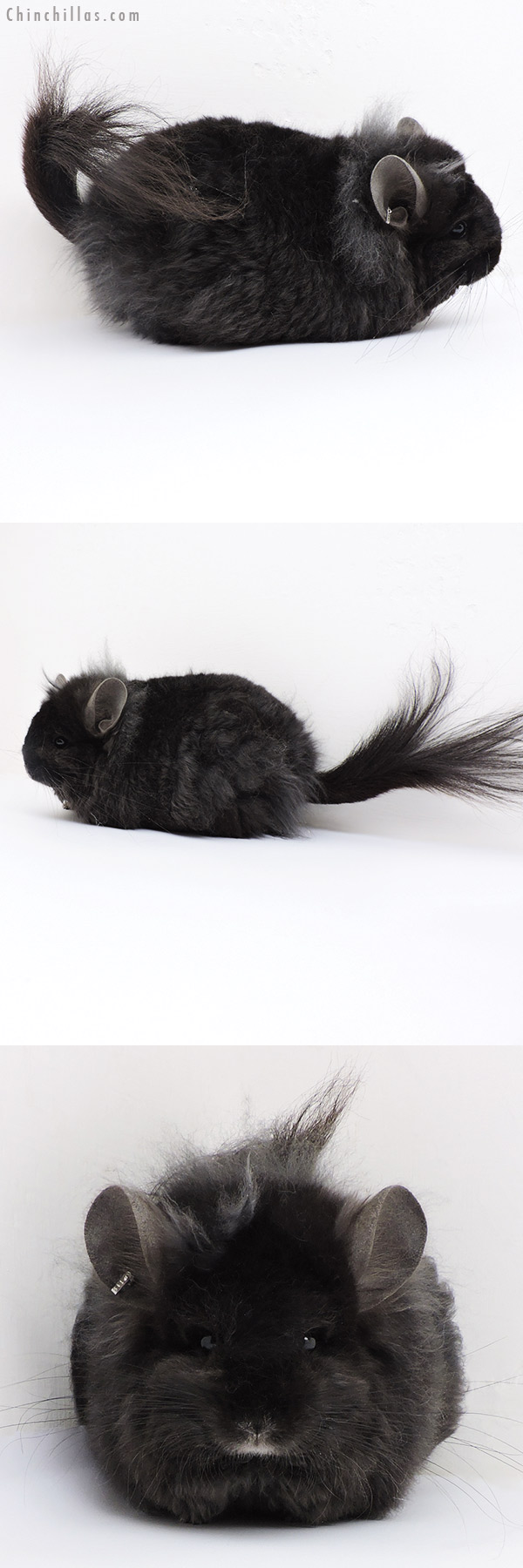 Chinchilla or related item offered for sale or export on Chinchillas.com - 18176 Exceptional Ebony G2  Royal Imperial Angora Female Chinchilla with Lion Mane