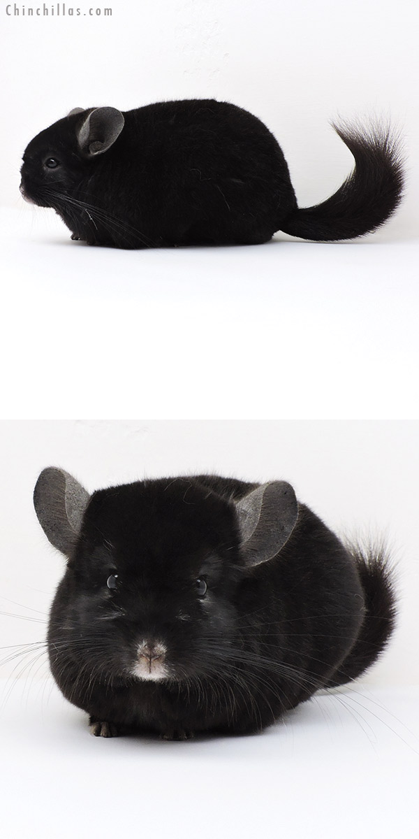 Chinchilla or related item offered for sale or export on Chinchillas.com - 18196 Brevi Type Show Quality Ebony Female Chinchilla