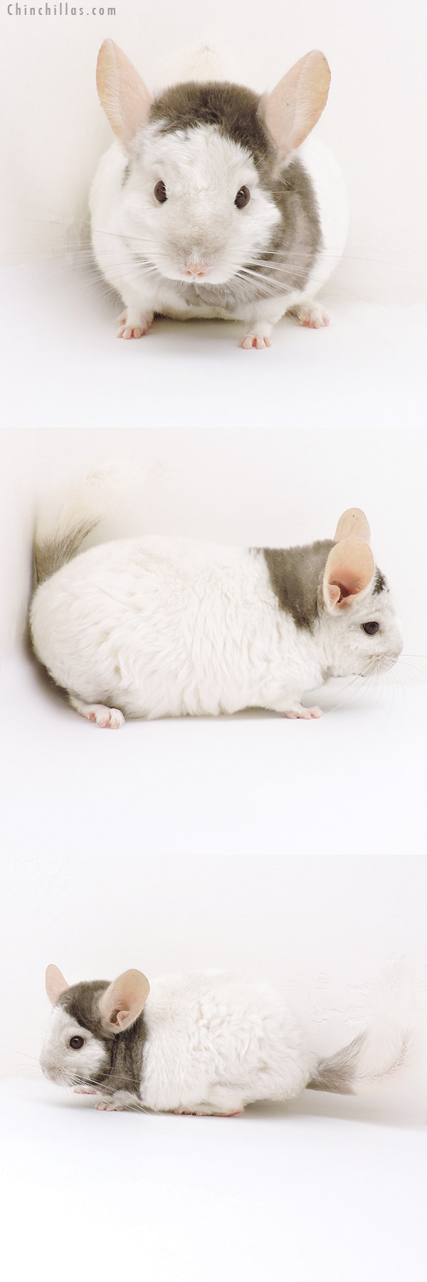 Chinchilla or related item offered for sale or export on Chinchillas.com - 18195 Extreme Tan and White Mosaic Locken Female Chinchilla