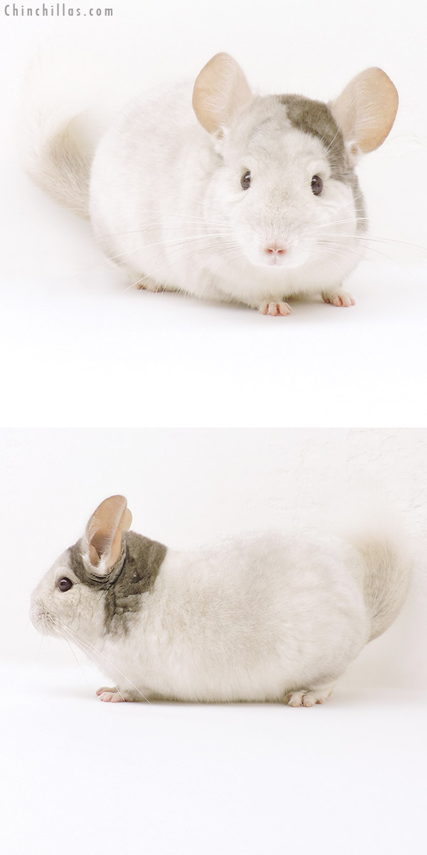Chinchilla or related item offered for sale or export on Chinchillas.com - 18199 Extreme Beige and White Mosaic Male Chinchilla