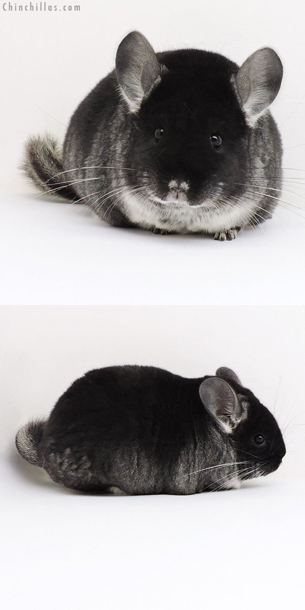 Chinchilla or related item offered for sale or export on Chinchillas.com - 18197 Show Quality Black Velvet Female Chinchilla