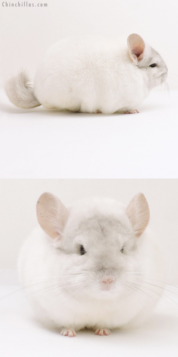 Chinchilla or related item offered for sale or export on Chinchillas.com - 18205 Blocky Herd Improvement Quality Pink White Male Chinchilla