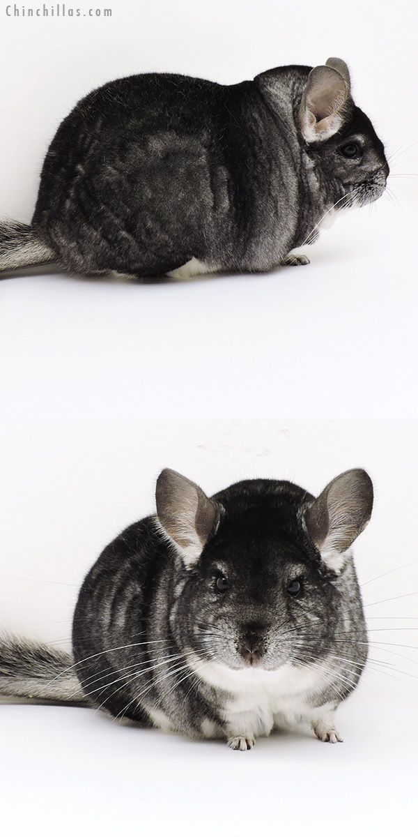 Chinchilla or related item offered for sale or export on Chinchillas.com - 18201 Extra Extra Large Blocky Premium Production Quality Standard Female Chinchilla