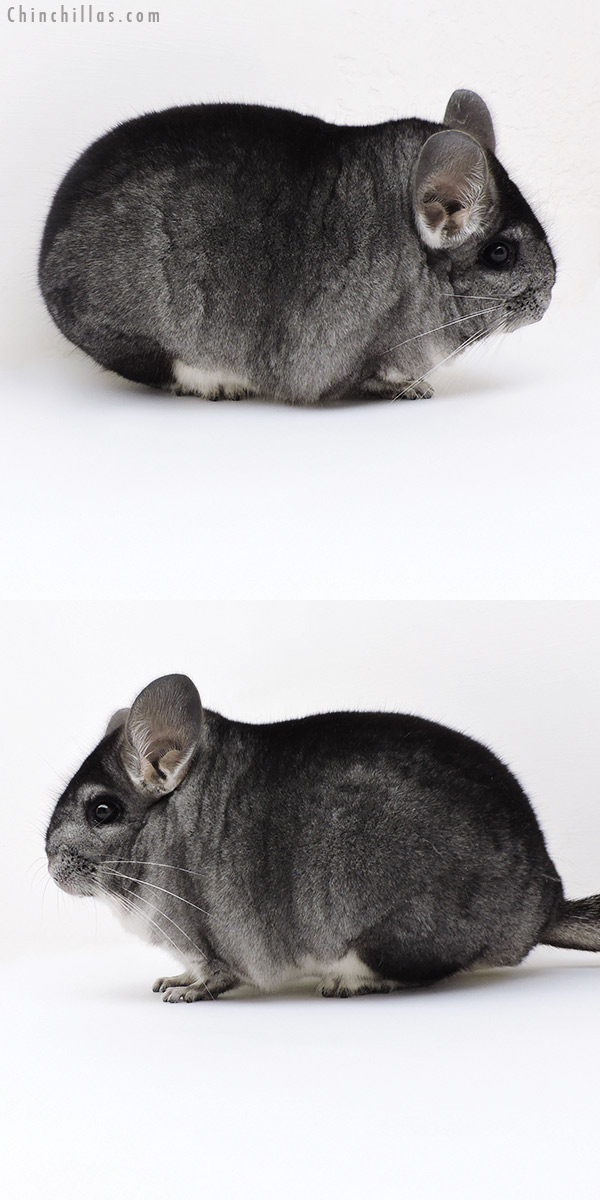 Chinchilla or related item offered for sale or export on Chinchillas.com - 18212 Large Blocky Premium Production Quality Standard Female Chinchilla