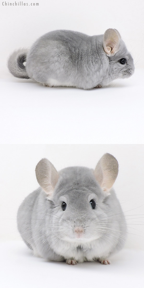 Chinchilla or related item offered for sale or export on Chinchillas.com - 18211 Large Premium Production Quality Blue Diamond Female Chinchilla