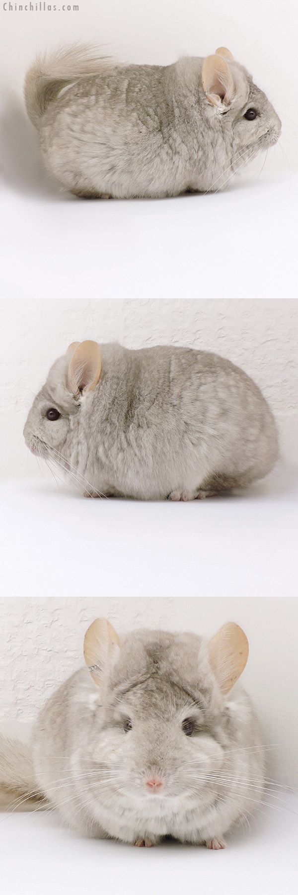 Chinchilla or related item offered for sale or export on Chinchillas.com - 18222 Blocky Beige  Royal Persian Angora Male Chinchilla