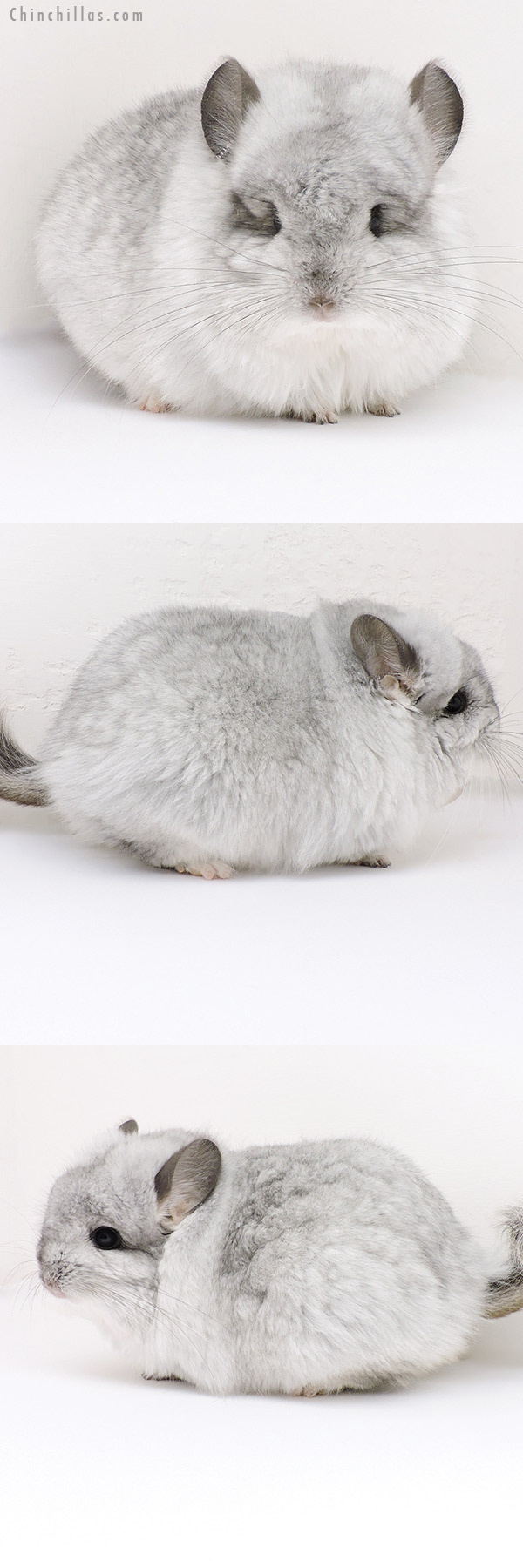 Chinchilla or related item offered for sale or export on Chinchillas.com - 18243 Extra Large Exceptional Silver Mosaic G2  Royal Persian Angora Male Chinchilla