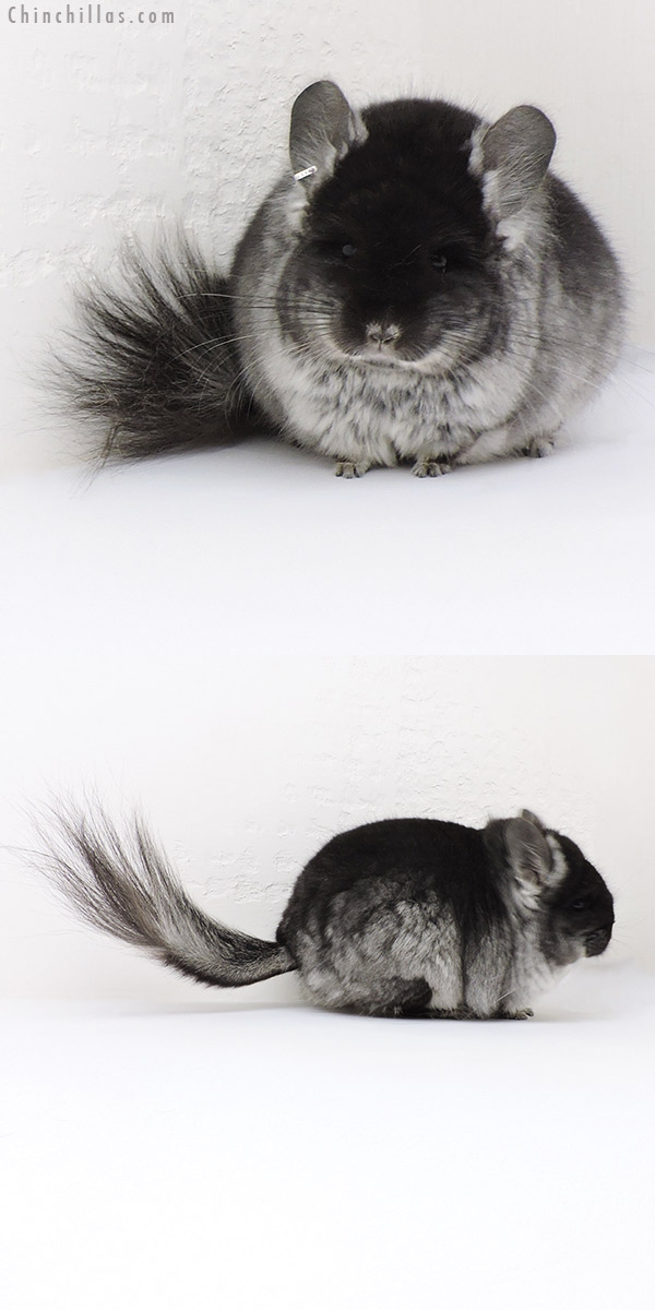 Chinchilla or related item offered for sale or export on Chinchillas.com - 18219 Exceptional Brevi Type Black Velvet  Royal Persian Angora Female Chinchilla